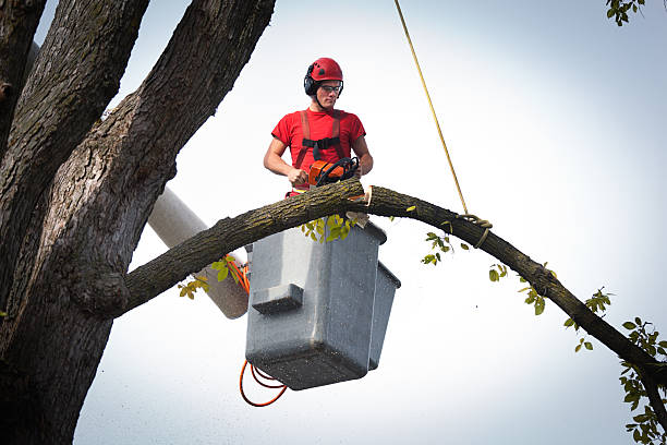 Best Tree Branch Trimming  in Blossom, TX